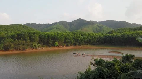 Water buffalo standing in river in Phong Nha Vietnam Stock Footage 335280182