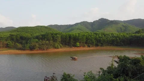 Water buffalo standing in river in Phong Nha Vietnam Stock Footage 335280183