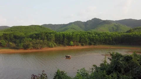 Water buffalo standing in river in Phong Nha Vietnam Stock Footage 335280190