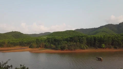 Water buffalo standing in river in Phong Nha Vietnam Stock Footage 335280241