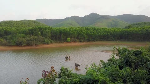 Water buffalo standing in river in Phong Nha Vietnam Stock Footage 335280258