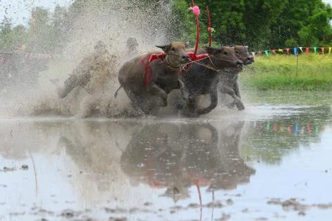 Water buffalo tradition Stock Photos