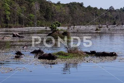 Water buffalo in a tropical swamp. Marshland. Wild nature. Stock Photos