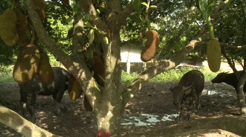 Water buffalo under jackfruit tree 스톡 동영상 484955