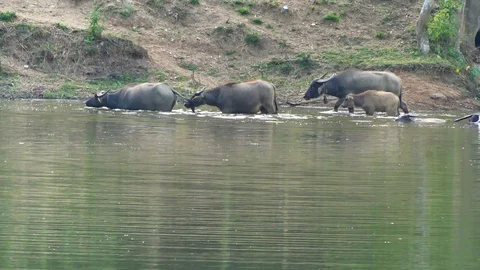 Water Buffalo wading and cooling down in the pond. Stock Footage 88234346