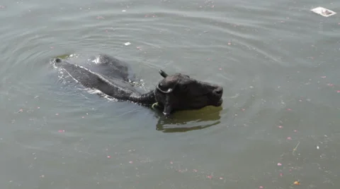 Water buffalo Wading in River Ganges Stock Footage 42010262