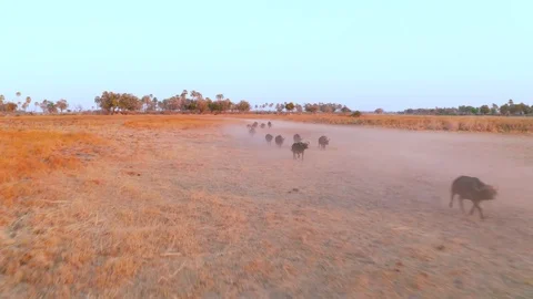 Water Buffalo Walking With the Herd Stock Footage 123392047