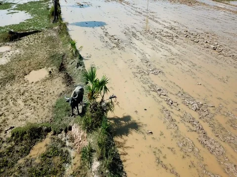 Water buffalo walking in the mud Stock Footage 83372398