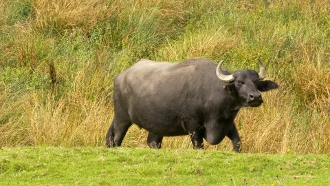 Water buffalo walking through marshy ground Stock Footage 87048776