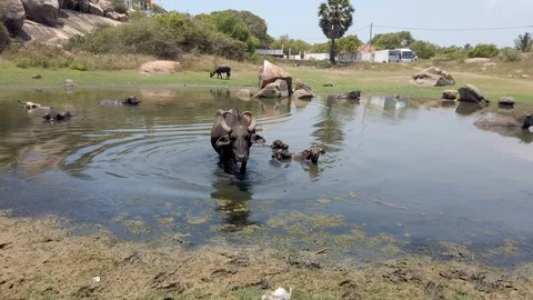 Water Buffalo Warns Camera Away From Family in Pond Stock Footage 109144527
