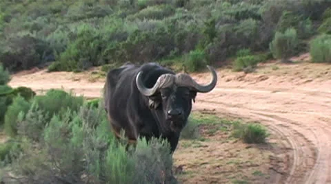 Water Buffalo in the Wild Stock Footage 23815366