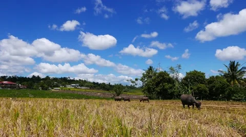 Water Buffaloes (Carabao) Pasturing in the Rice Fields 06 (4K) Stock Footage 47250153