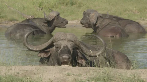 Water buffaloes Stock Footage 30585471
