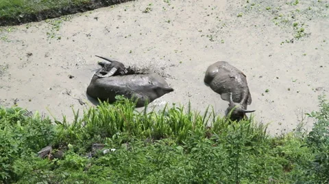 Water buffaloes Stock Footage 52045763
