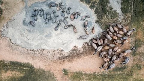 Water buffaloes Stock Photos