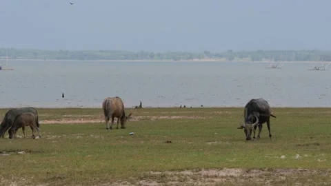 Water buffaloes on plain field Stock Footage 151894750