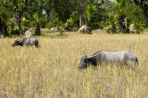 Water buffalos at angkor complex Foto stock