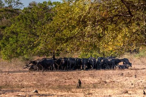 The water buffalos (Bubalus bubalis) or domestic buffalos is a large bovid na Stock Photos