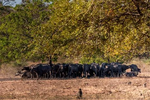 The water buffalos Bubalus bubalis or domestic buffalos is a large bovid na.. Foto stock