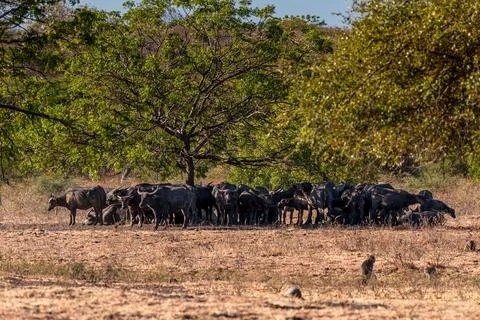 The water buffalos Bubalus bubalis or domestic buffalos is a large bovid na.. Foto stock