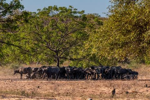 The water buffalos Bubalus bubalis or domestic buffalos is a large bovid na.. Foto stock