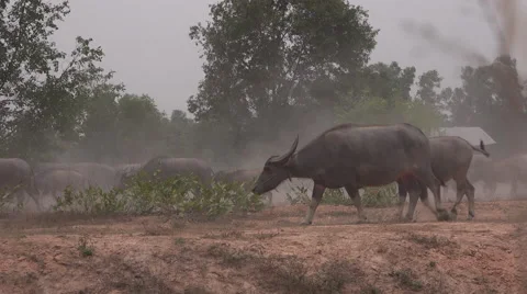 Water buffalos in the dust Stock Footage 61554637