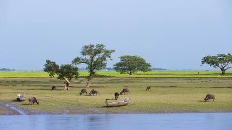 Water buffalos grassing Stock Photos