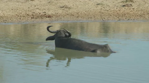 Water buffolo is enjoy sun bath -Sri Lanka Stock Footage 235548760