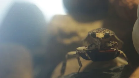 Water bug eating a mealworm beetle, underwater footage 스톡 동영상 126950052