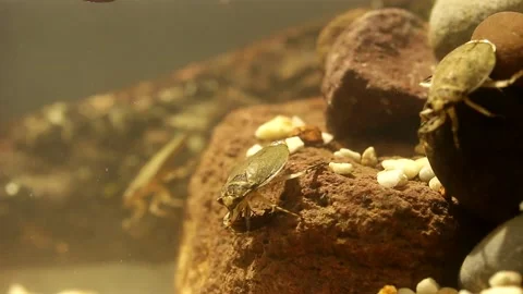 Water bug eating a mealworm beetle, underwater footage Stock-Footage 137920953