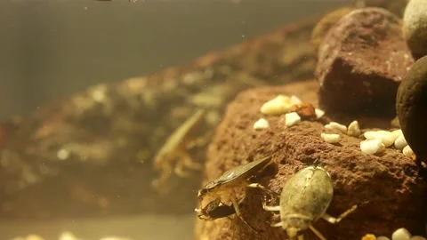 Water bug eating a mealworm beetle, underwater footage Stock-Footage 137920962