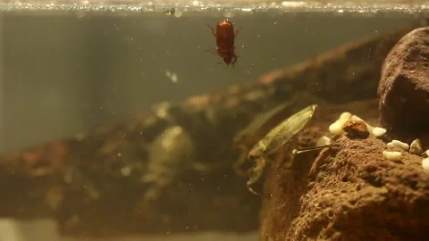 Water bug eating a mealworm beetle, underwater footage Stock-Footage 137920969