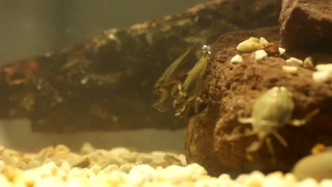 Water bug eating a mealworm beetle, underwater footage Stock-Footage 137920971