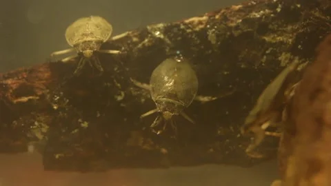 Water bug eating a mealworm beetle, underwater footage Stock-Footage 137920977