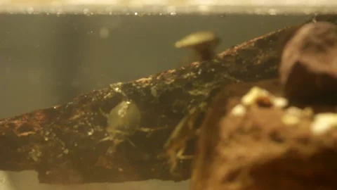 Water bug eating a mealworm beetle, underwater footage Stock-Footage 137920982