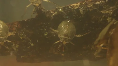 Water bug eating a mealworm beetle, underwater footage Stock-Footage 137920986
