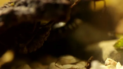 Water bug egg pads during egg hatching Stock-Footage 137920707