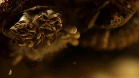 Water bug egg pads during egg hatching Stock-Footage 137920730