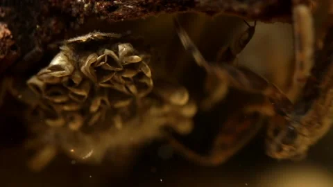 Water bug egg pads during egg hatching Stock-Footage 137920732