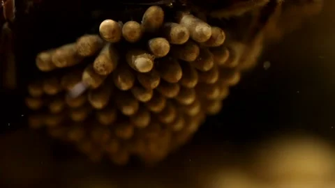 Water bug egg pads during egg hatching Stock-Footage 137920743