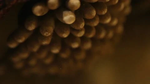 Water bug egg pads during egg hatching Stock-Footage 137920749