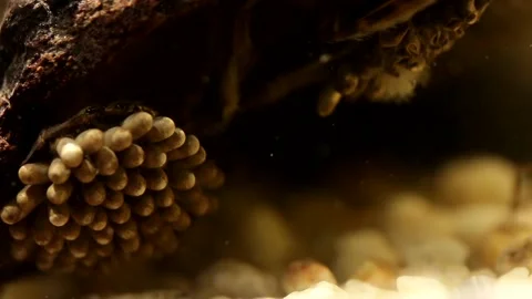 Water bug egg pads during egg hatching Stock-Footage 137920754