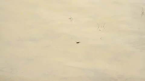 Water Bug Video stock 12364767