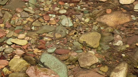 Water Bug Video stock 50542681