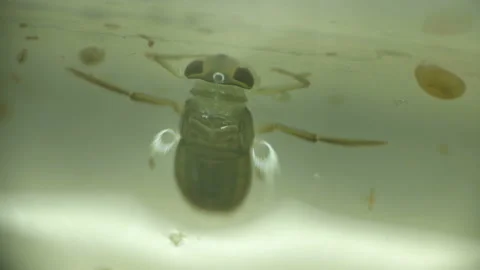 Water bug Notonecta glauca under a microscope 库存影片 90241656