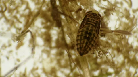 Water bug Notonecta glauca under a microscope 库存影片 91304275