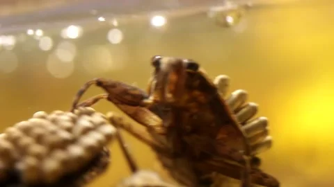 Water bug oxygenating their egg pads Stock-Footage 137920737