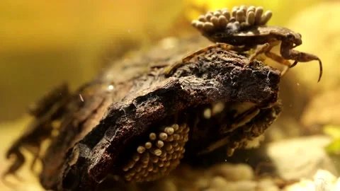 Water bug oxygenating their egg pads Stock-Footage 137920766