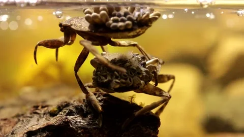 Water bug oxygenating their egg pads 動画素材 137920777