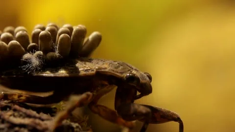 Water bug oxygenating their egg pads Stock-Footage 137920778